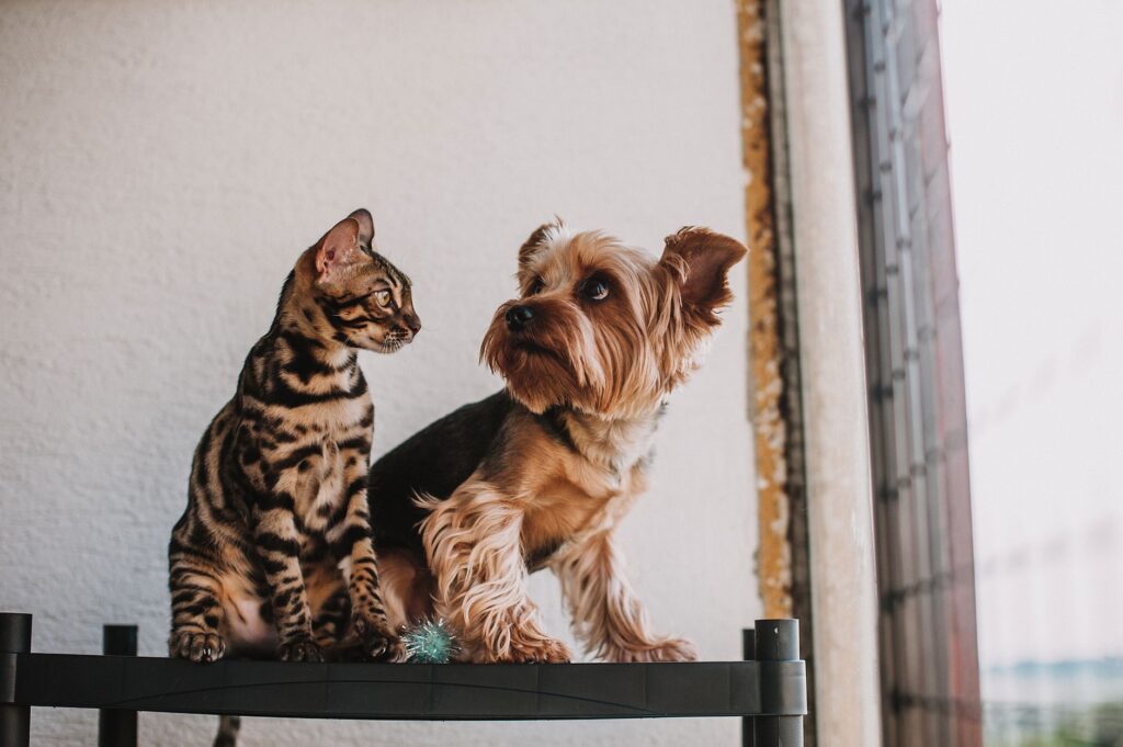 Скільки коштує утримувати кота чи собаку: чесний кошторис Скільки коштує утримувати кота чи собаку: чесний кошторис